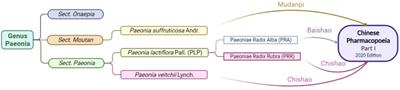 Therapeutic potential of paeoniflorin in atherosclerosis: A cellular action and mechanism-based perspective